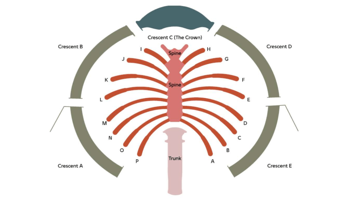 Frond Overview Image
